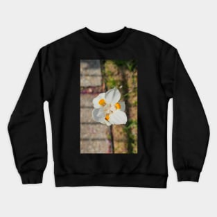 Dietes robinsonia - Lord Howe wedding lily Crewneck Sweatshirt